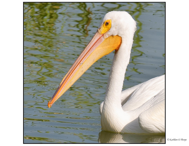 White Pelican Close-up
