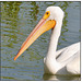 White Pelican Close-up