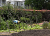 Kitchen garden, Tryon Palace