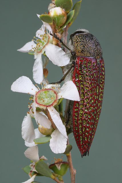 Stigmodera sanguinosa, PL1508A