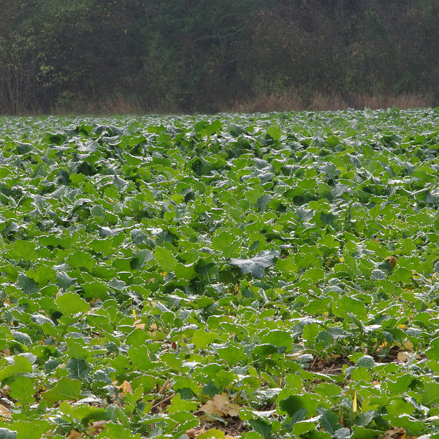 field, woodland 2