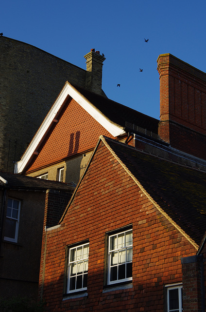 starlings