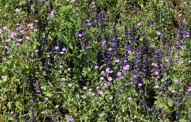 Station à Ajuga reptans + Geranium pyrenaïcum