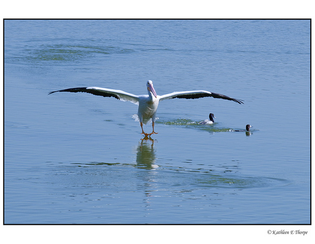 White Pelican Second Landing