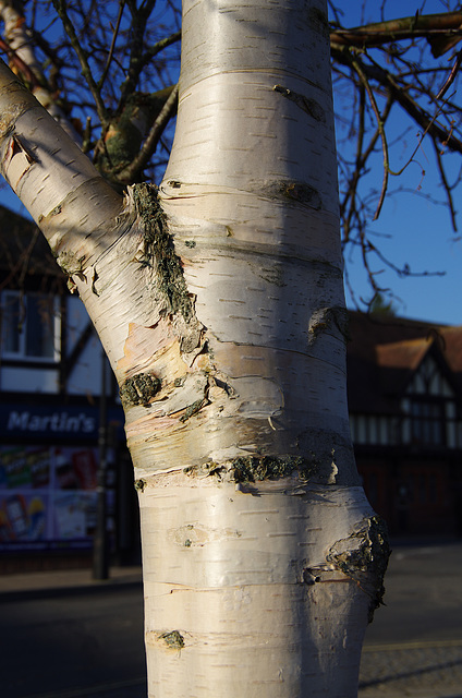 silver birch