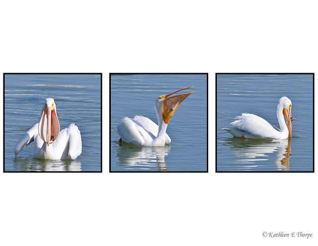 White Pelican Dining Experience