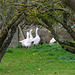 Geese in an orchard