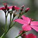 Jatropha (Cuba)