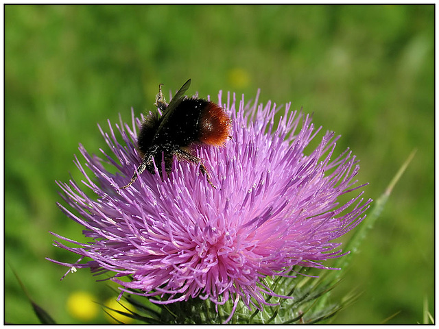 Red-tailed Bumblebee