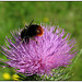 Red-tailed Bumblebee