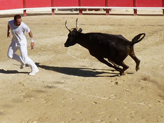 Baillargues - "Course Camarguaises"