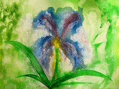 Wild Iris in the rain