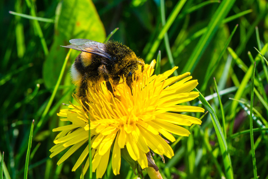 Hummel Hummel - 20130517