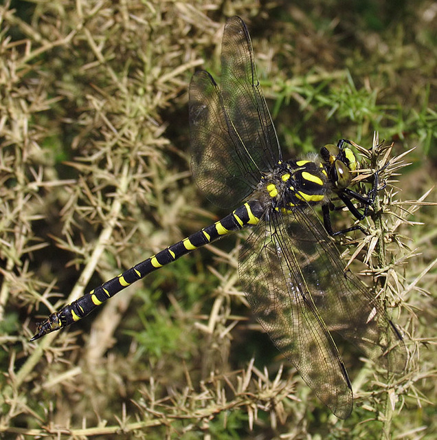 Golden-ringed Dragonfly