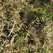 Golden-ringed Dragonfly