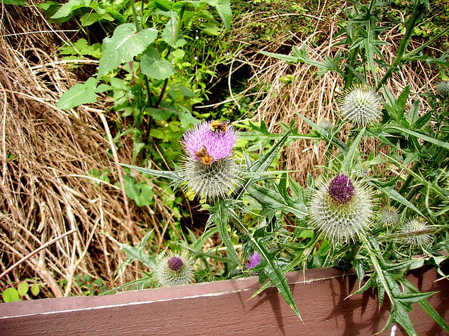 oaw[b&w] - thistle