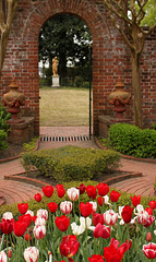 Tulips, Tryon Palace