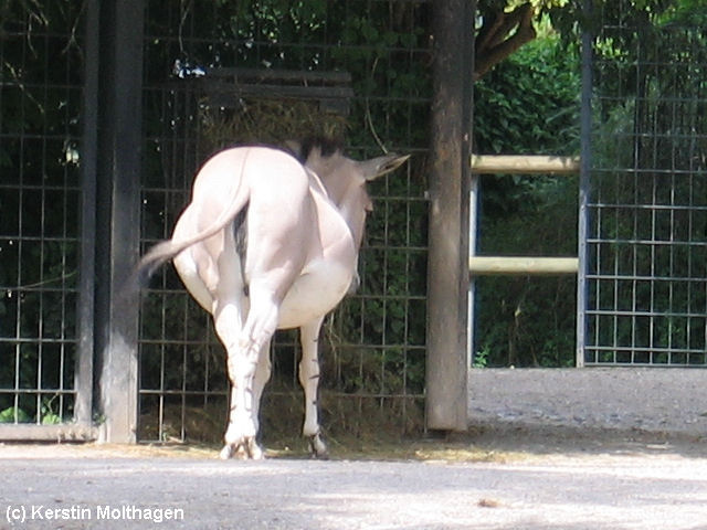 Sehr schwangere Somali-Wildeselin (Wilhelma)