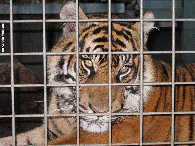 Sumatratiger (Wilhelma)