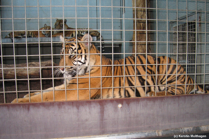 Sumatratiger (Wilhelma)