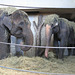 Elefanten beim Abendessen (Wilhelma)