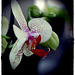 An Orchid