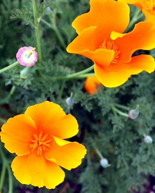 Poppies, Tryon Palace garden