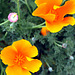 Poppies, Tryon Palace garden