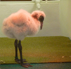 Baby Flamingo