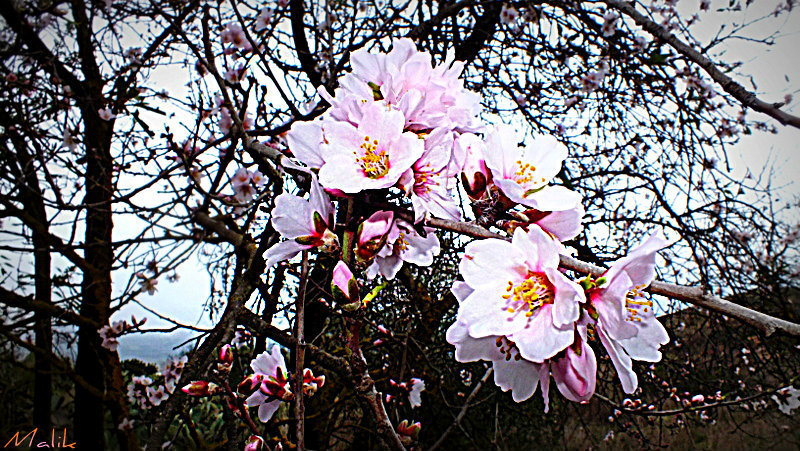 Les premieres fleurs d'amandier pour 2014