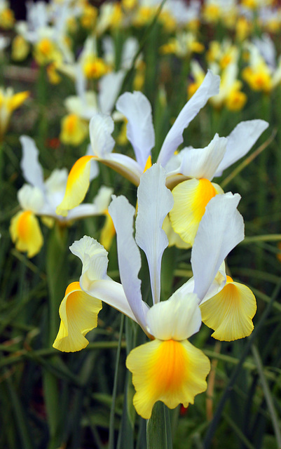 Iris, Tryon Palace garden