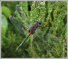 White-faced Darter