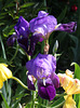 Iris ancien 'germanica' - 'Amas'????