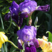 Iris ancien 'germanica' - 'Amas'????