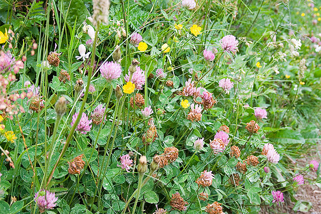 Alpine Meadow