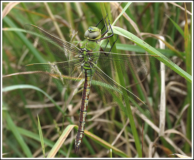 Emperor Dragonfly