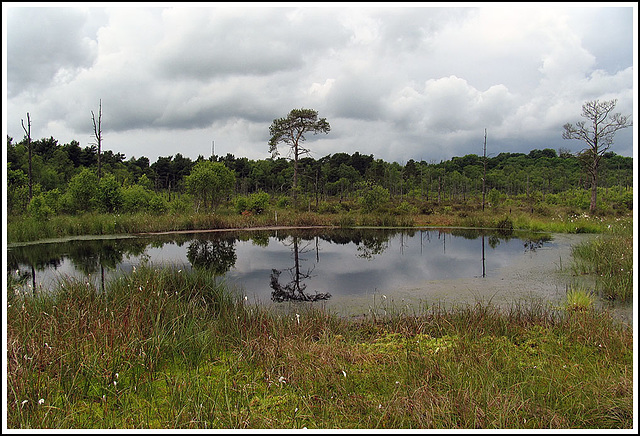 Shooter's Pool - Chartley Moss