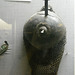 Fujairah 2013 – Fujairah Museum – Helmet used to put it on the head to protect him