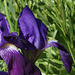 Iris Germanica