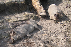 Warzenschweine (Wilhelma)