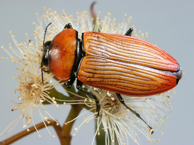 Temognatha wimmerae, PL1414