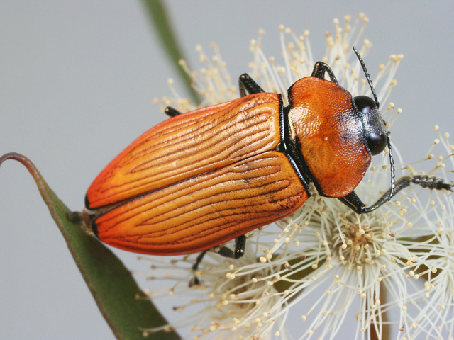 Temognatha wimmerae, PL1414