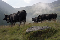 Steaming Cows