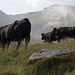 Steaming Cows