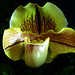 Paph.