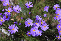 Asters