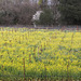 Mustard field 2