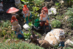 Swiss Gnomes