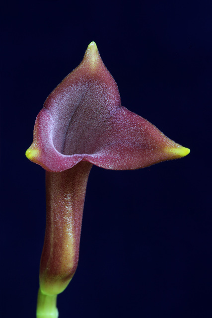 Masdevallia angulifera 'J & L'