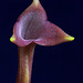 Masdevallia angulifera 'J & L'